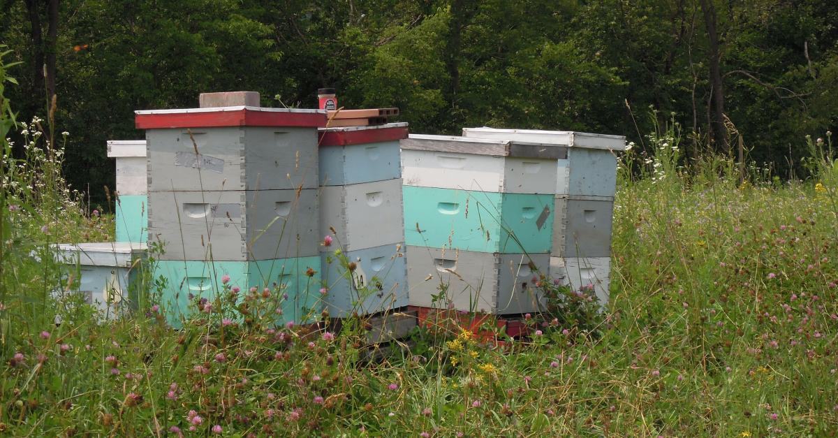 The Plight Of The Honey Bee Part 1 Wisconsin Public Radio